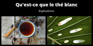 Qu'est-ce que le thé blanc